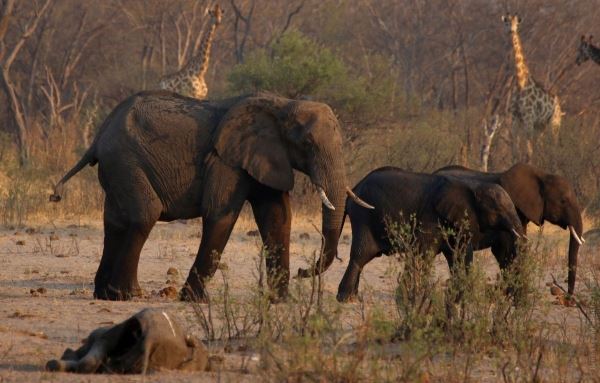 В Зимбабве из-за небывалой засухи погибли уже 200 слонов. Власти начинают эвакуацию животных