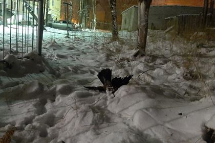 У погибших в российском городе птиц обнаружили опасную для людей болезнь